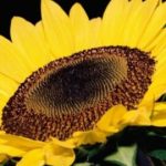 Sunflower-Seed